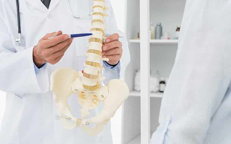 spine model doctor holding